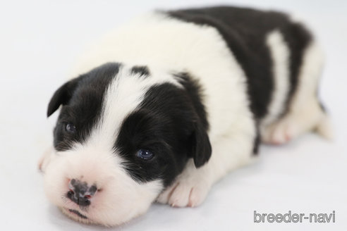 成約済の神奈川県のボーダーコリー-359951の8枚目